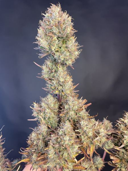 Review photo #5