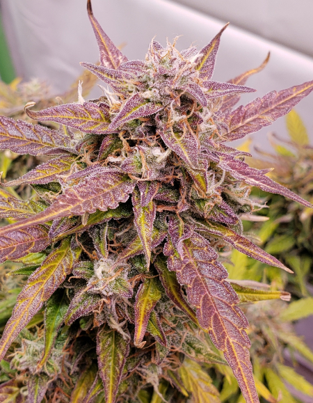 Review photo #4