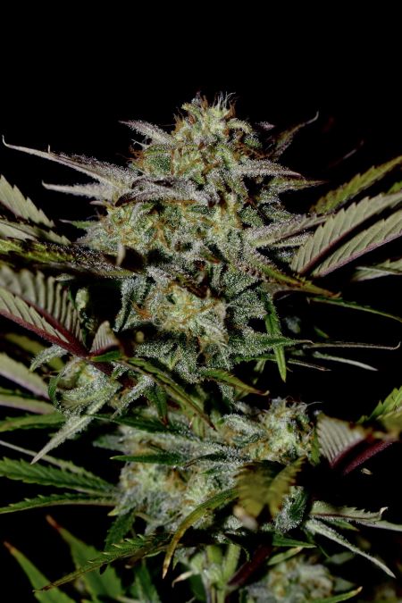 Review photo #3
