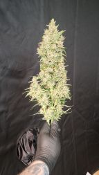 Review photo #2