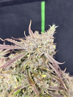 Review photo #3