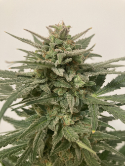 Review photo #3