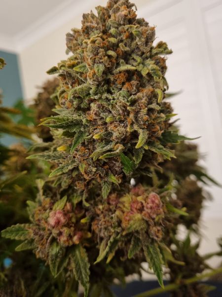 Review photo #3