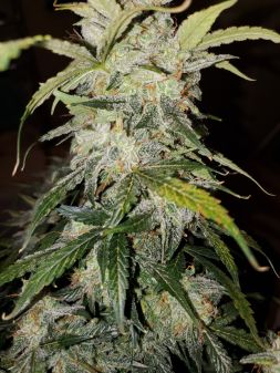 Review photo #3