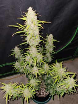 Review photo #8