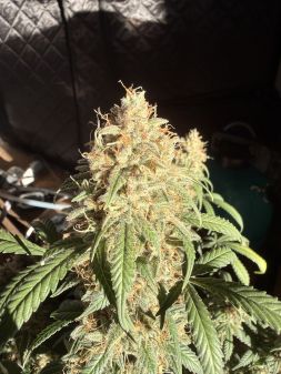 Review photo #1