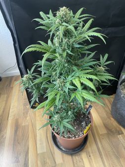 Review photo #3