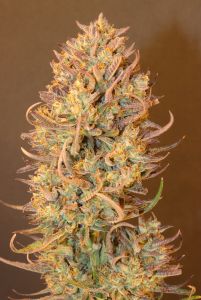 Review photo #6