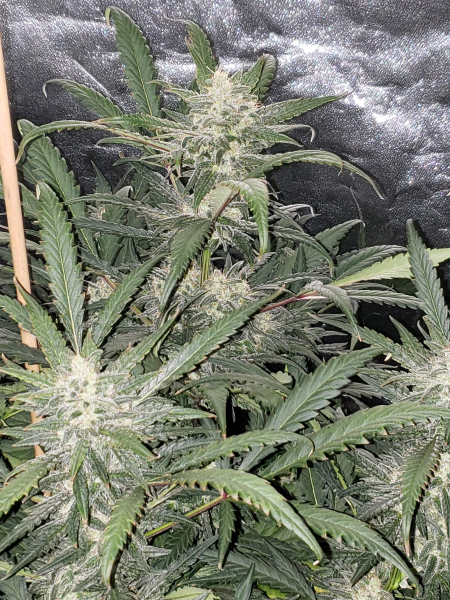 Review photo #2