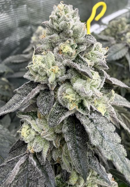 Review photo #2