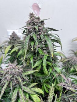 Review photo #3