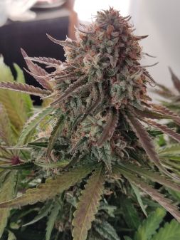 Review photo #1