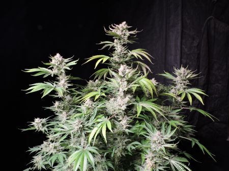 Review photo #8