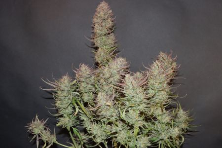 Review photo #7