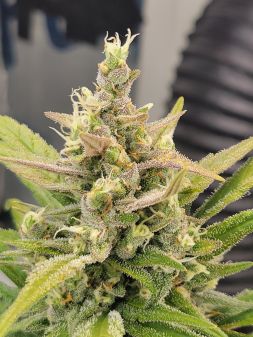 Review photo #5