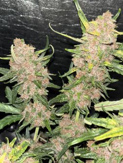 Review photo #4