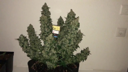 Review photo #1