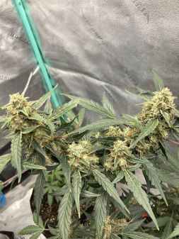 Review photo #1