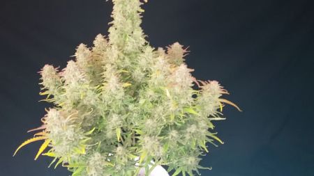 Review photo #7