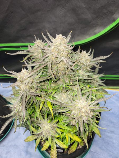 Review photo #8