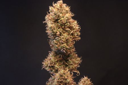 Review photo #3