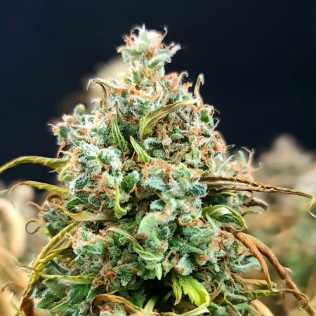 Review photo #2
