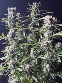 Review photo #5