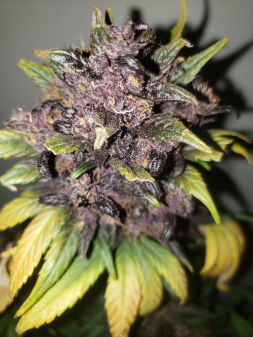 Review photo #1