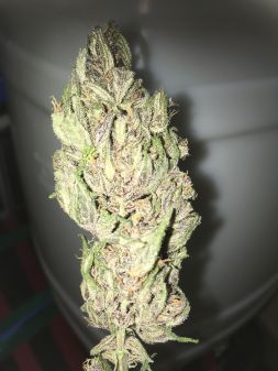 Review photo #3