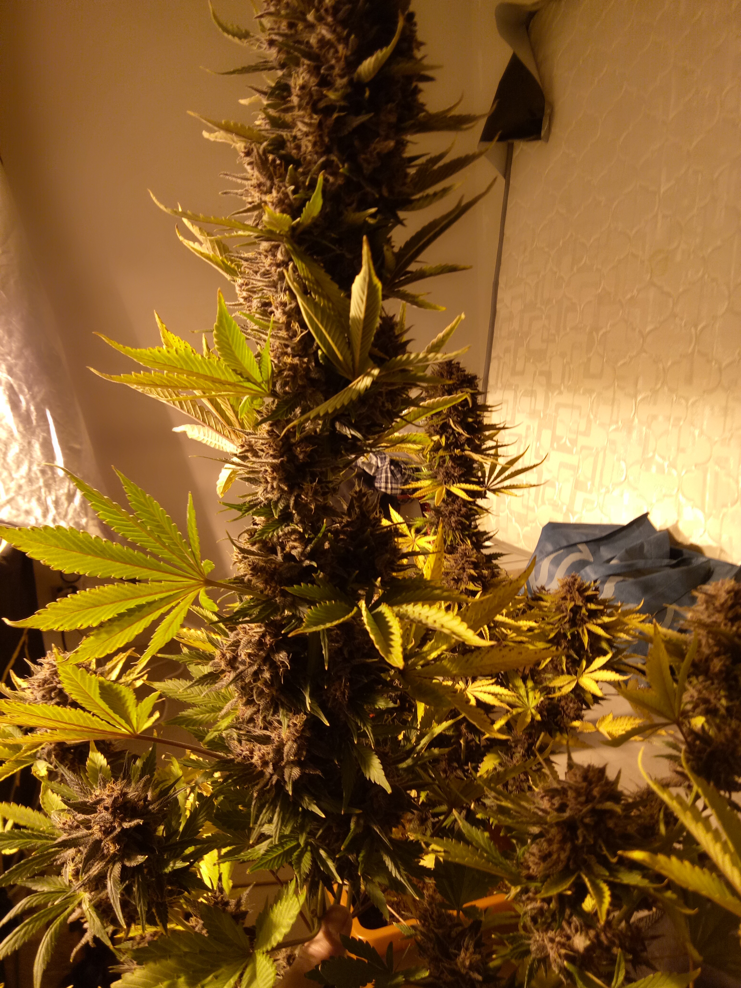 Review photo #7