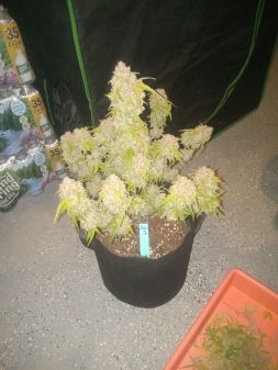 Review photo #1