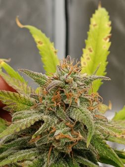 Review photo #2