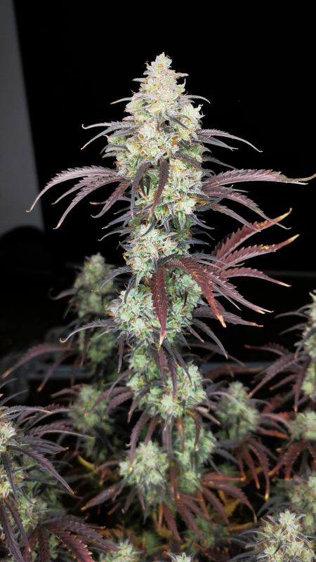 Review photo #3