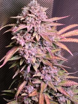 Review photo #7
