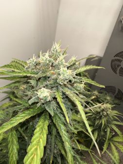 Review photo #2