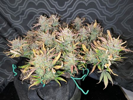 Review photo #4