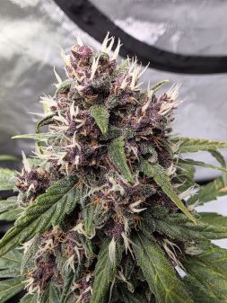Review photo #2