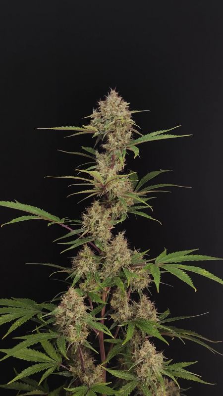 Review photo #5