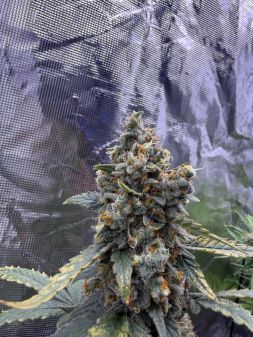 Review photo #2