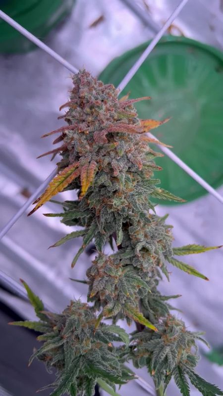 Review photo #7