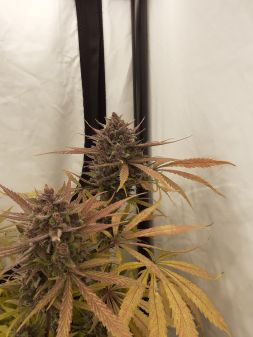 Review photo #2