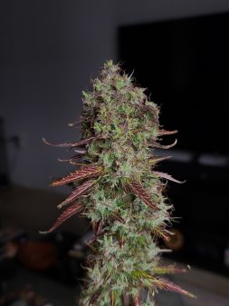 Review photo #2