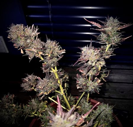 Review photo #9