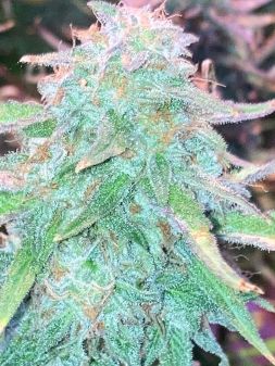 Review photo #8