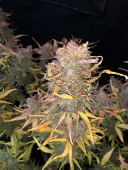 Review photo #3