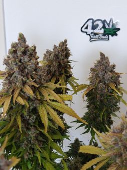 Review photo #4