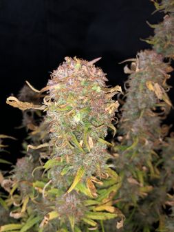 Review photo #3