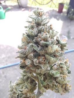 Review photo #1