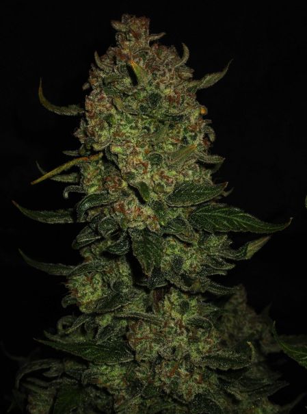 Review photo #4