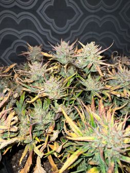 Review photo #3